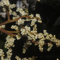 Meliosma arnottiana (Wight) Walp.